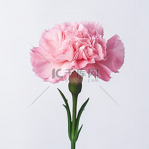 康乃馨png背景图片_一朵粉色康乃馨坐在白色背景上