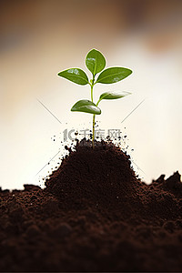 泥土剖面背景图片_从泥土中发芽的植物