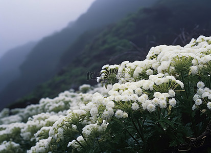 上海雾蒙蒙的早晨山上的花