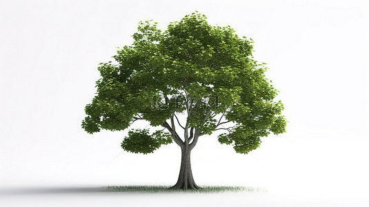 以 3d 呈现的白色背景孤立树或植物