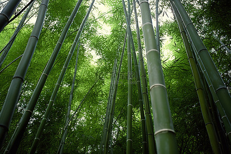 近距离观察竹树和竹叶