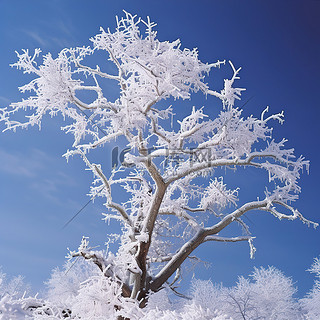 蓝天背景图片_蓝天白雪覆盖的一棵树