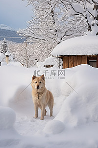 小王子和狐狸背景图片_狗站在小房子旁边的雪中