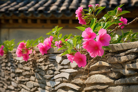 牡丹背景图片_粉红色的花朵生长在石墙附近