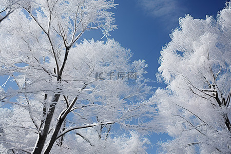 照片雪背景图片_树木被冰覆盖的照片