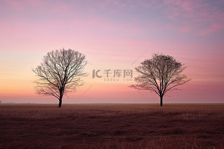 思想落后背景图片_日落后，两棵树站在田野里