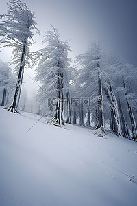 一大群积雪的树木矗立在积雪的田野中央