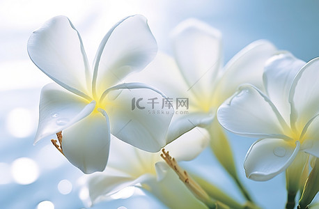白色鸡蛋花背景背景图片_背景中的白色花朵