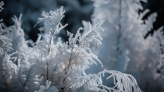 大雪背景图片_冬天白色树木