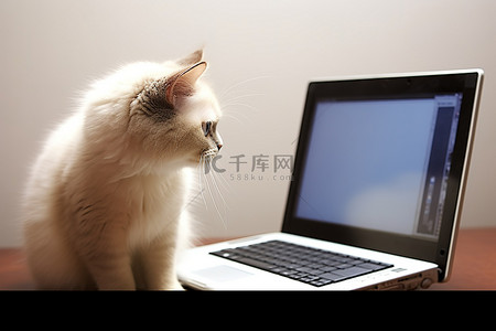 一只猫站在笔记本电脑前