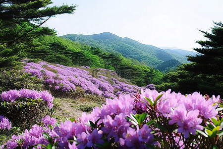 旅游背景图片_金西区绿谷杜鹃花