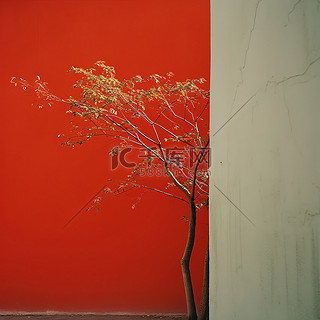 照片背景图片_红墙上一棵长枝树的照片