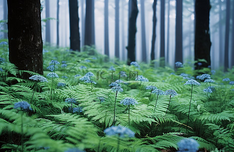 公路背景图片_森林旁边生长着两棵蓝色蕨类植物