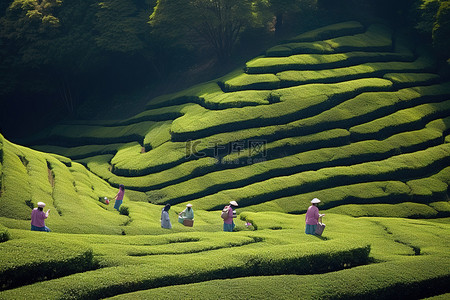 人们走过绿茶灌木种植园