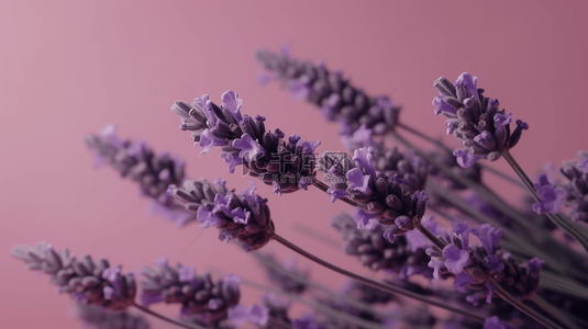 水彩花丛背景图片_紫色花朵梦幻薰衣草背景