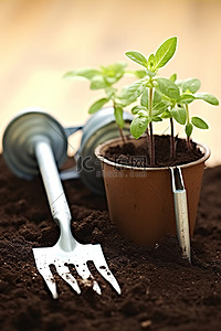 盆栽发芽背景图片_在土壤和园艺工具中的花盆上发芽