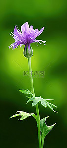 紫色花背景背景背景图片_绿色背景中的一朵紫色花