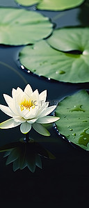 漂浮白色花背景图片_一朵白色的睡莲漂浮在绿叶的水中
