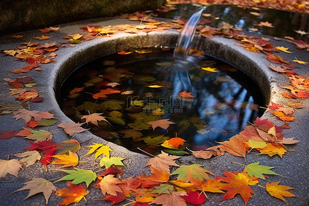 一条小溪，树叶漂浮在其中，水环绕着池塘