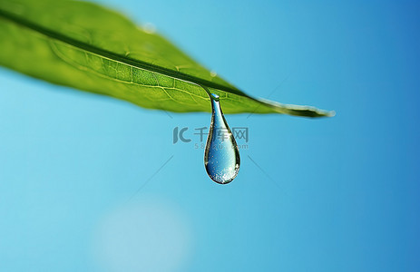 蓝天绿叶背景图片_蓝天绿叶上悬挂的水滴
