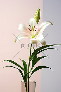 白花花的雪背景图片_白百合花瓶里有一朵白花