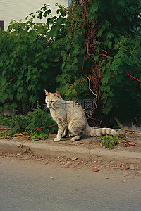 红白相间的猫坐在路牌附近
