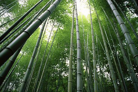生长在竹林中的许多高大而绿色的竹树
