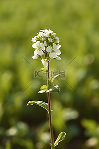 一朵白花高高地矗立在田野里