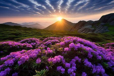 黄昏天空背景图片_黄昏时的紫色杜鹃花和山脉