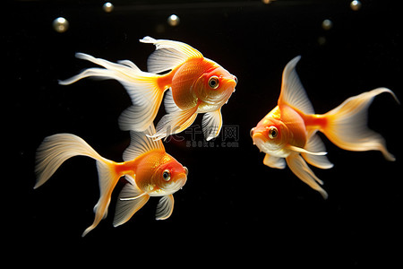 水族背景图片_水族馆里的三只小金鱼