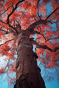 秋天红枫树背景图片_背景是彩色叶子的红枫树的树皮