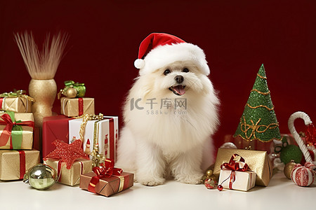 可爱背景图片_一只戴着红领巾丝袜和礼物的狗