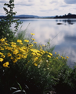 花河流背景图片_湖泊和河流附近的黄色花朵