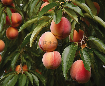 红桃背景图片_树上挂着一群红绿相间的桃子