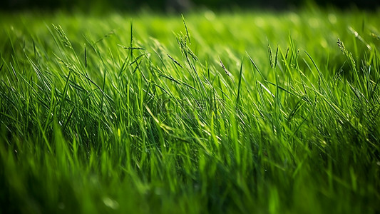 绿叶小植物背景图片_草地植物花朵绿色