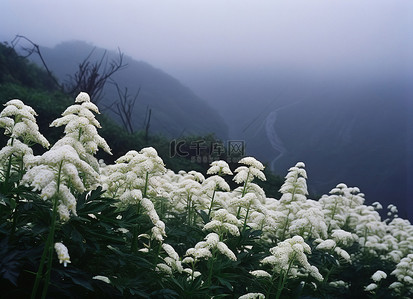 春天早晨背景图片_上海雾蒙蒙的早晨山上的花