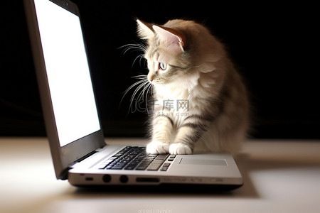 行政文员求职简历背景图片_看着笔记本电脑一只小猫
