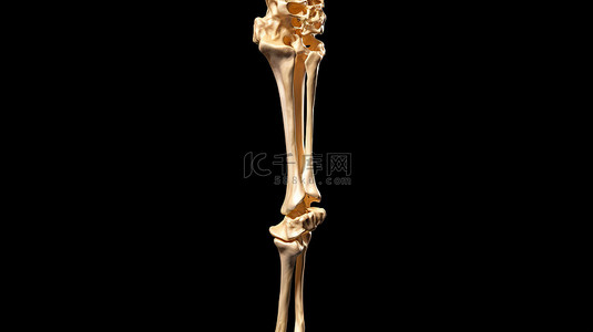 股骨的 3D 精确描绘，具有医学准确性的插图