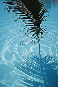 旅行背景图片_棕榈树的影子在水池中