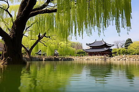 旅游背景图片_湖上的柳树，后面有建筑和寺庙