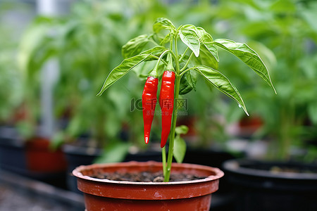 室内阳台或花园植物中的红辣椒
