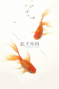 两条橙色的鱼在白色的水中游泳