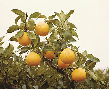 水果背景图片_一棵树上有三个橘子
