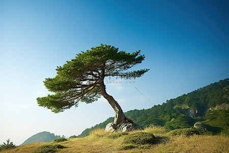 秋天松树地背景图片_山坡上的一棵小松树