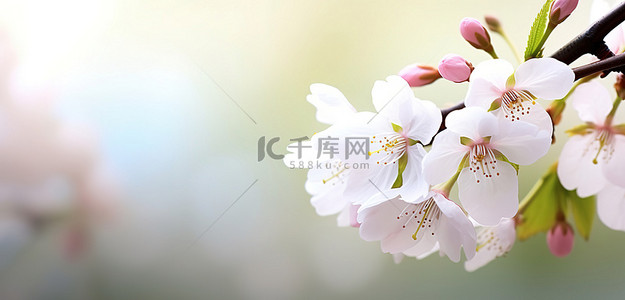 美丽的白色花朵在盛开的樱花树上绽放