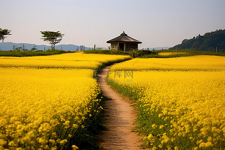 油菜花背景图片_一条黄色的小路通向黄色的花园