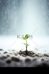 空地背景图片_一株幼苗从空地上的湿雪中生长出来