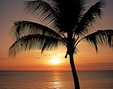 海滩上棕榈树上的夕阳剪影