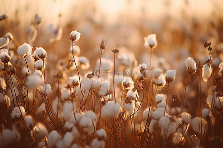 太湖湿地背景图片_阳光下的棉花