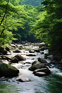 一条河流在茂密的森林中的山后流过